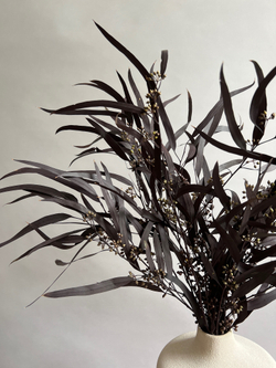 Эвкалипт Николи стабилизированный серо-пурпурный