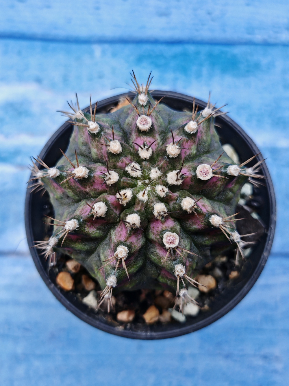 Gymnocalycium T-Rex Pink hybride (Гимнокалициум T-rex)