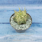 Euphorbia meloformis f. Variegated (Эуфорбия вариегатная)