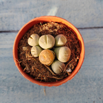 Lithops sp. (Литопсы)