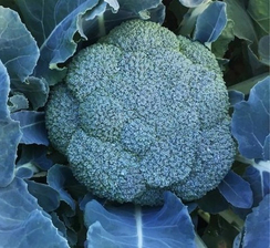 Сигно F1 семена капусты брокколи (Clause / Клос)