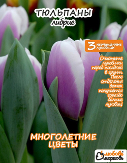 Тюльпан Луковица, Либрие, 3+шт