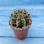 Gymnocalycium Friedrichii (Гимнокалициум)