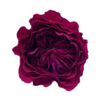 Дарси (Darcey David Austin) — английская роза Дэвида Остина