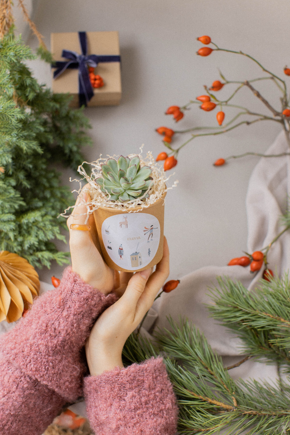 Суккулент в праздничном стаканчике