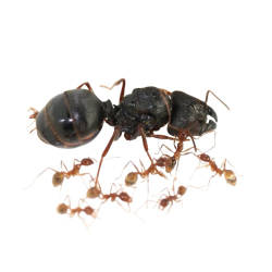 Муравьи Pheidole noda