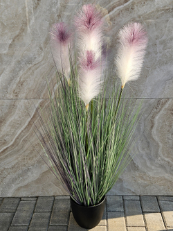 Трава Пампасная с лиловыми султанами 105см в кашпо