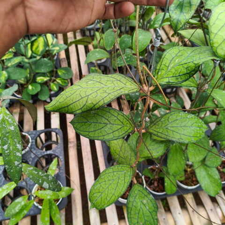 Хойя TANGGAMUS LIMAU KAPAS