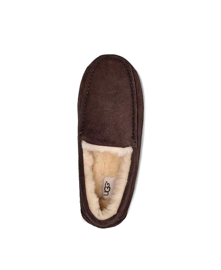 ASCOT MENS chocolate