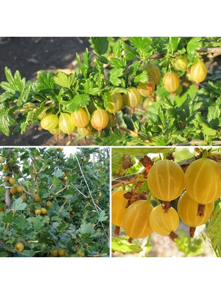 Крыжовник Куршу Дзинтарс С2 Закупка М69 июнь 2026