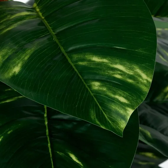 Диффенбахия высота 152 см