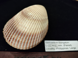 Кардиум Элонгатум "95-110мм" парный