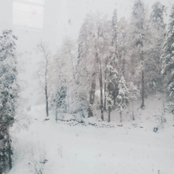 Грифон