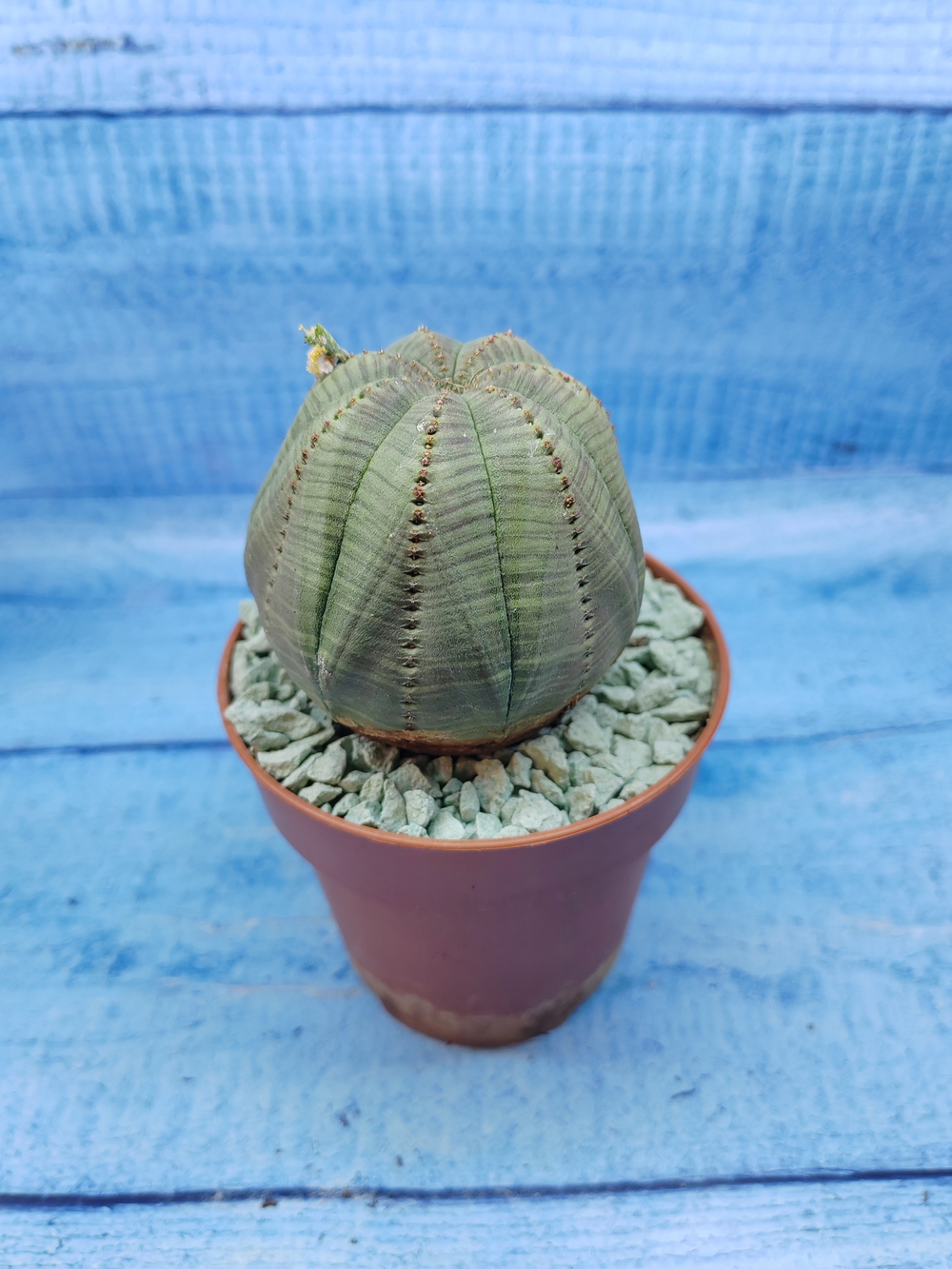 Euphorbia Obesa (Эуфорбия)