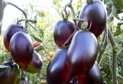 Томат Дип Пепл F1 3шт ВитаГрин ЭКСТРА