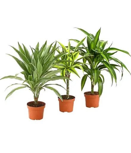 Драцена микс