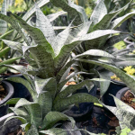 Сансевиерия MARGA