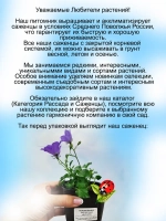 Колокольчик карпатский Перл Дип Блу синий