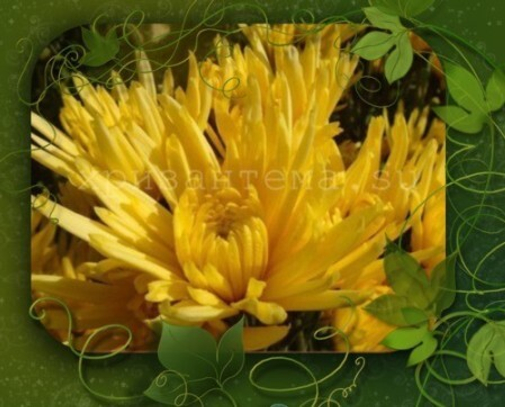 желтые кустовые хризантемы фото