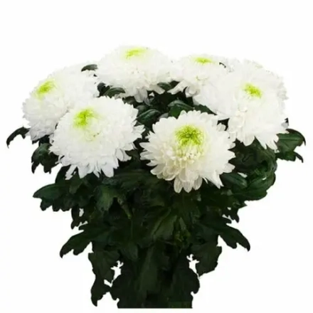 одноголовая хризантема Магнум