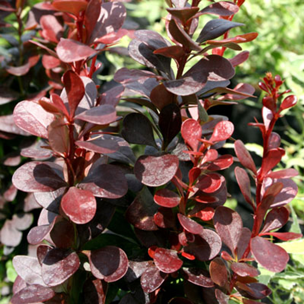 Барбарис Тунберга Хелмонд Пиллар С2 20-30