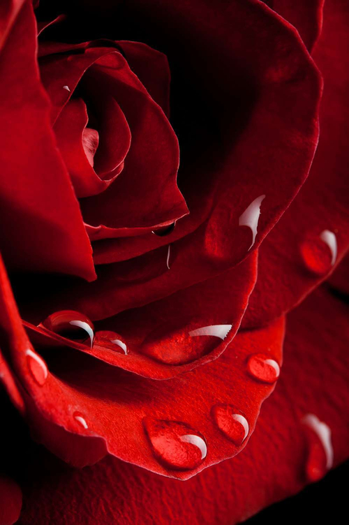 Фотообои 2-038 Жозефина 2 х 2,7 м