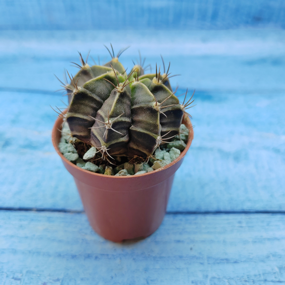 Gymnocalycium Friedrichii (Гимнокалициум)