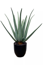 Алоэ в кашпо 65см