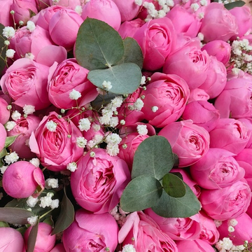 Букет-гигант из 101 кустовой пионовидной розочки сорта "Силва Пинк"