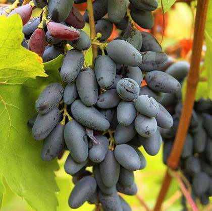 Виноград Памяти Негруля 1шт