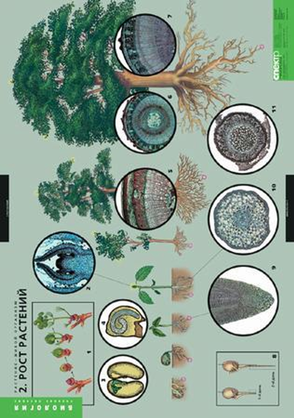 Комплект таблиц "Растения- живой организм" (4 табл.)