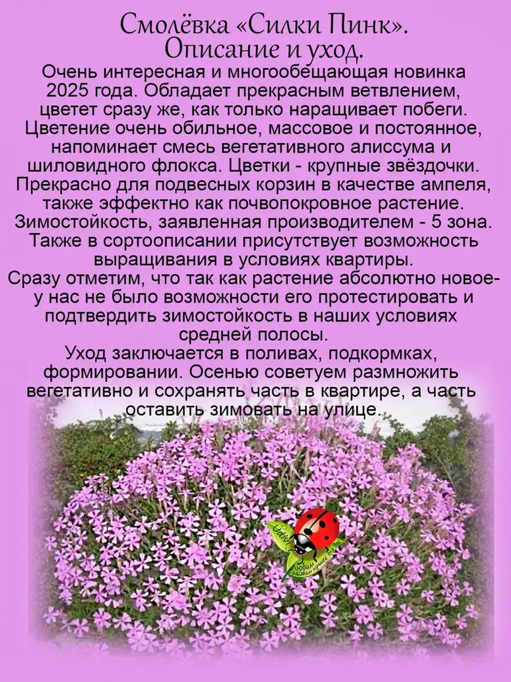Смолевка Силки Пинк ампельная