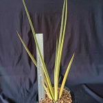 Сансевиерия ANGEL WING YELLOW VAR