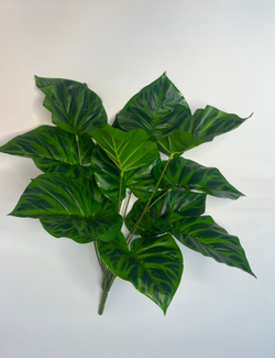 Куст Калатея Орбифолия