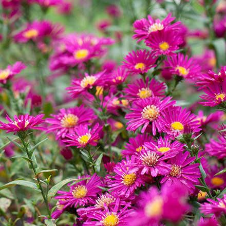 Астра новобельгийская "Winston Churchill". Aster novi-belgii "Winston Churchill".