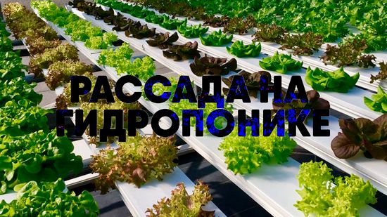 Рассада на гидропонике