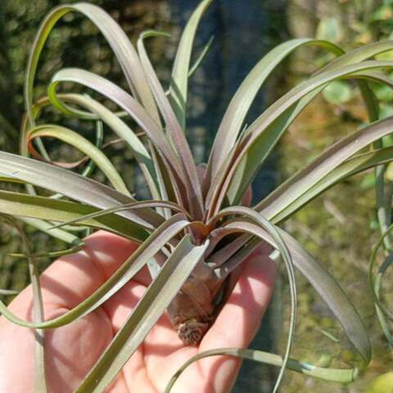 Тилландсия capitata Temascal R