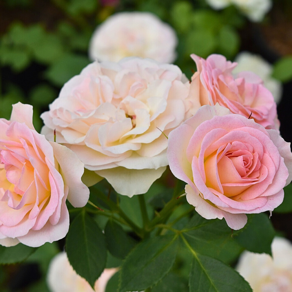 Роза Пастелла С7 Закупка М57 июнь 2026