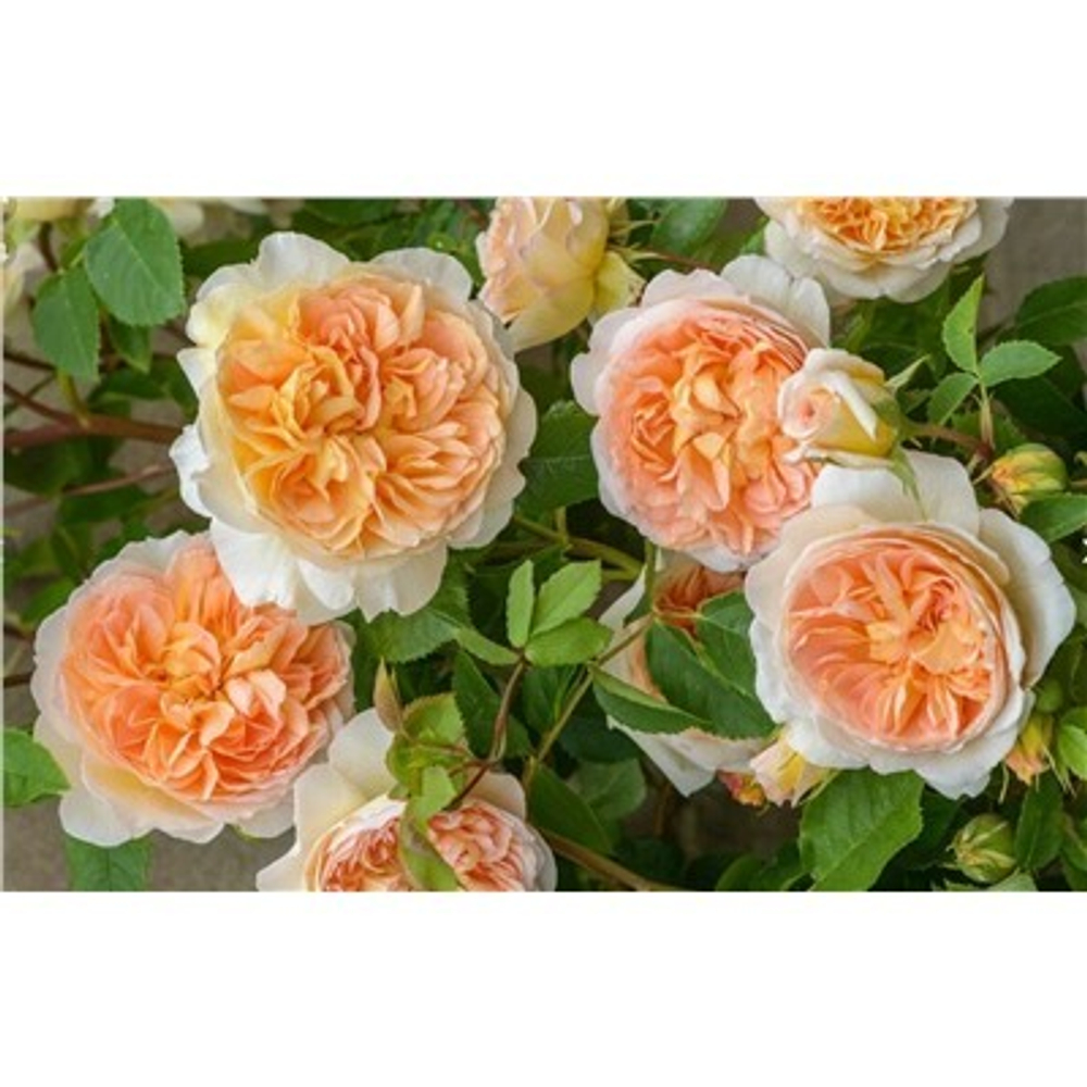 Роза Гислен де Фелигонд штамб 125 см Закупка М21 весна 2026