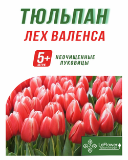 Тюльпан Луковица, Лех Валенса, 5+ шт
