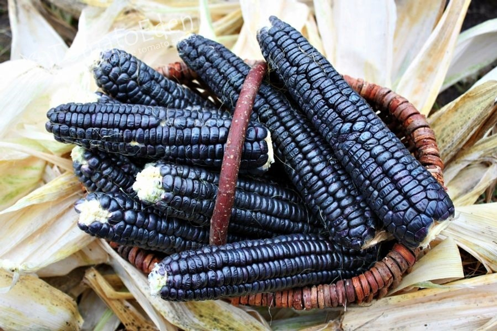 Чёрная Кукуруза Ацтеков, Black Aztec Corn