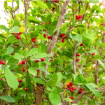 Синсепалум сладкоплодный/Чудесные ягоды – Synsepalum dulcificum