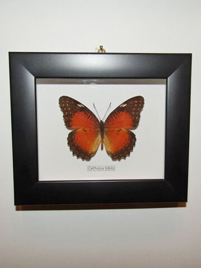 Бабочка Cethosia biblis в рамке