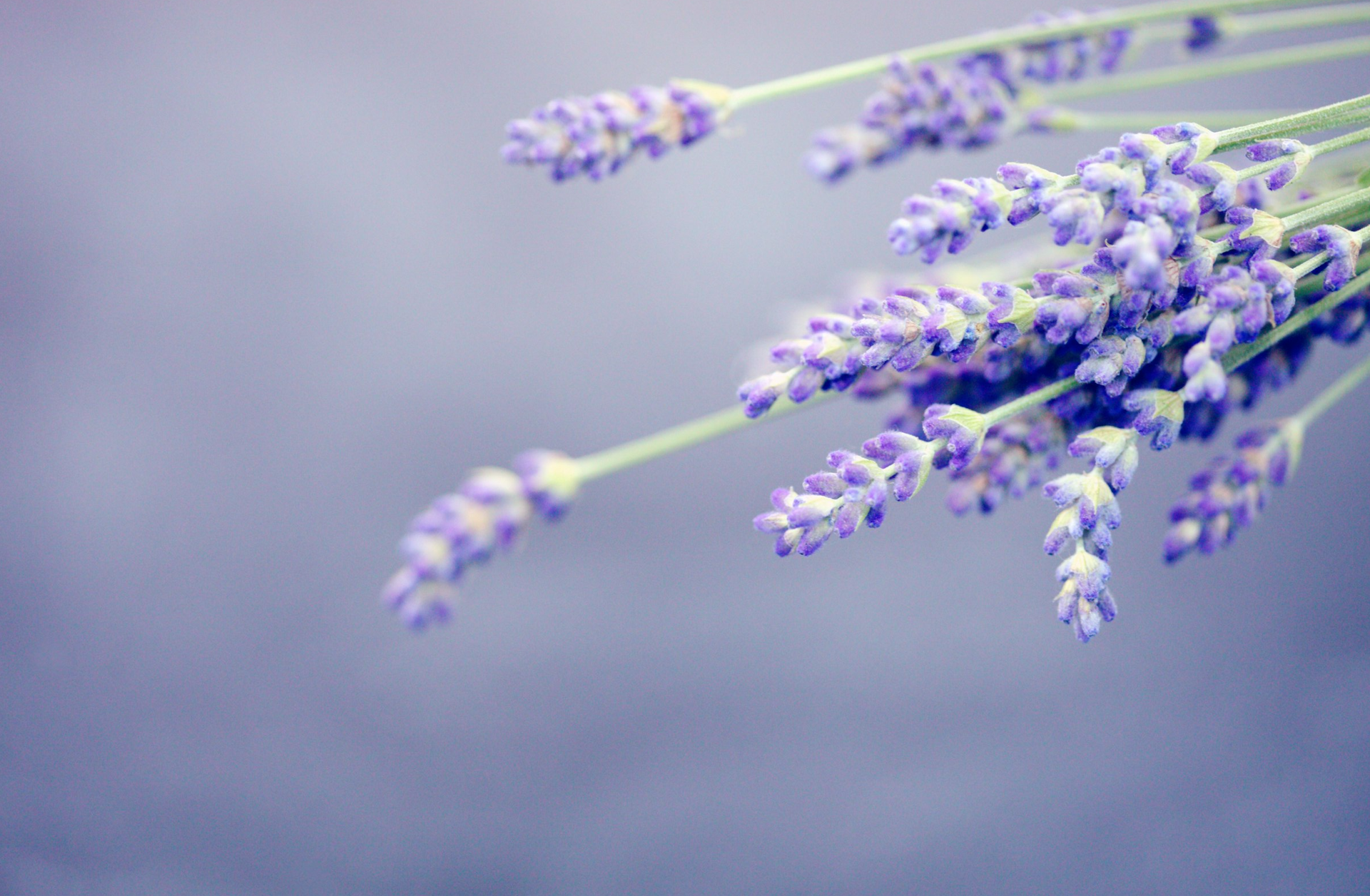 FlorinFlowers