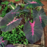 Колоказия LOVELY PINK