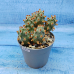 Tephrocactus Molinensis Red Glochids (Тефрокактус)