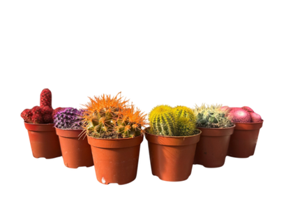 Кактус цветной д. 5,5