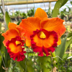 Орхидея ринхолелиокаттлея RLC. NAKORNCHAISRI DELIGHT N6