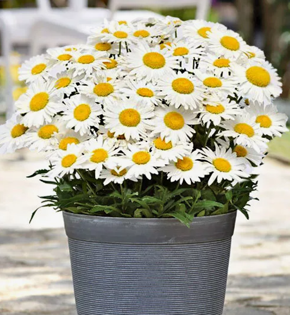 Нивянник Мадонна рассада конец апреля 26